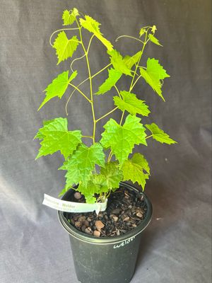 Grape - Welder (Vitus rotundifolia) 1G