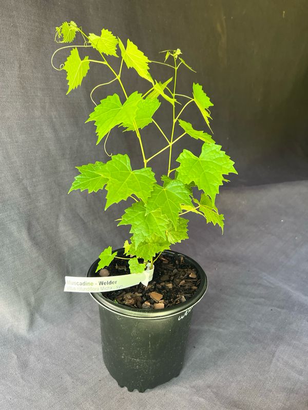 Grape - Welder (Vitus rotundifolia) 1G