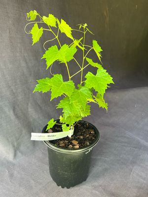 Grape - Welder (Vitus rotundifolia) 1G