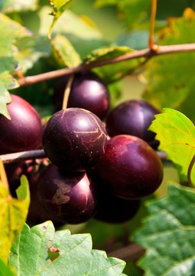 Grape - Alachua (Vitus rotundifolia) 1G