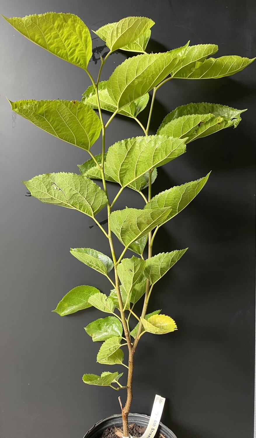 Mulberry - 6th Street (Morus alba) 1G