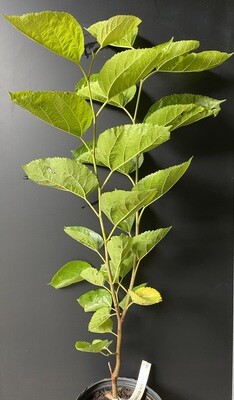 Mulberry - 6th Street (Morus alba) 1G