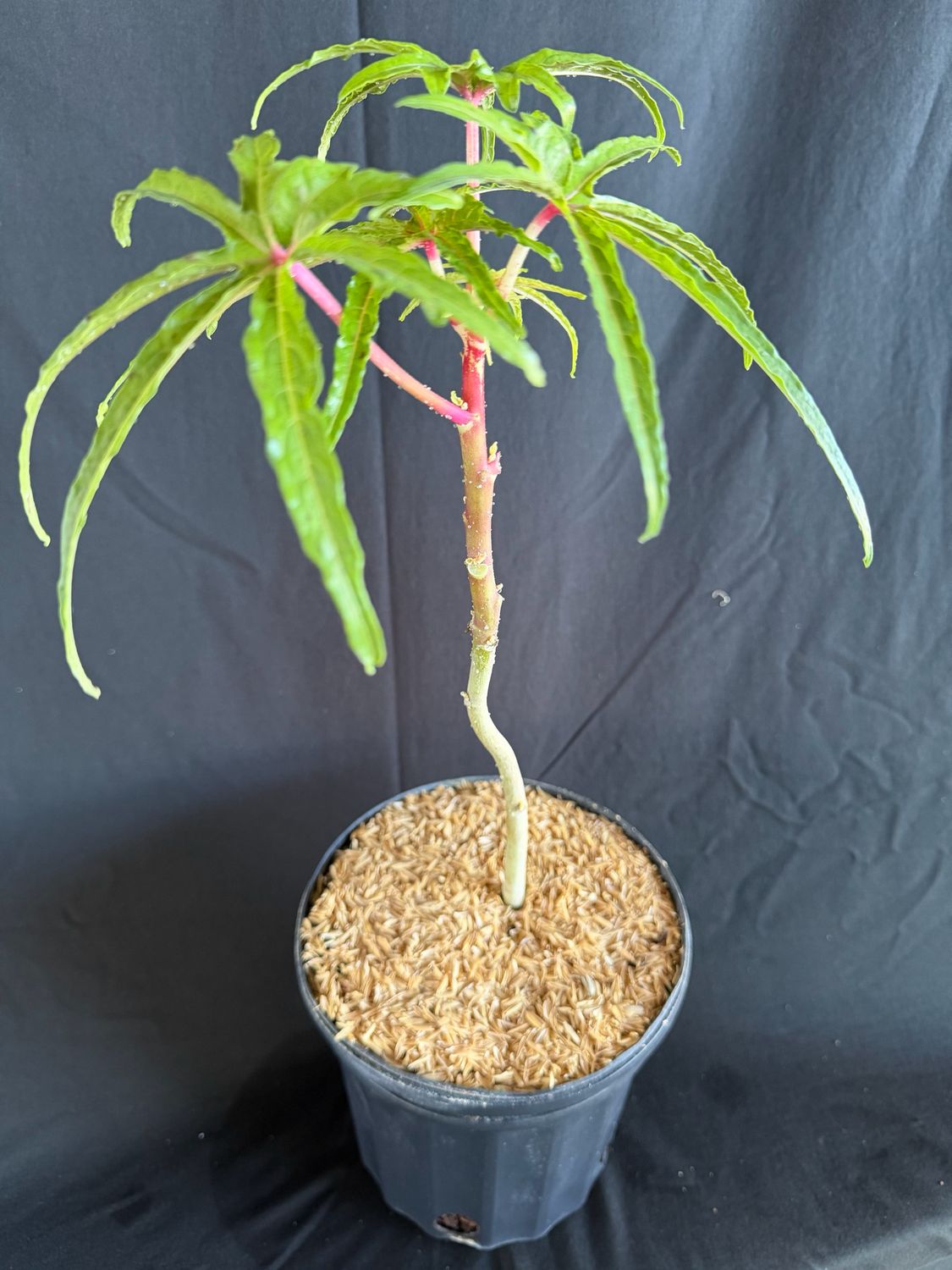 Hibiscus - Chief Kubo's Pride (Abelmoschus manihot) Salad Tree, 1G