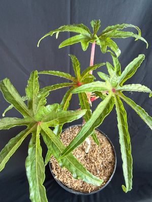 Hibiscus - Chief Kubo's Pride (Abelmoschus manihot) Salad Tree, 1G