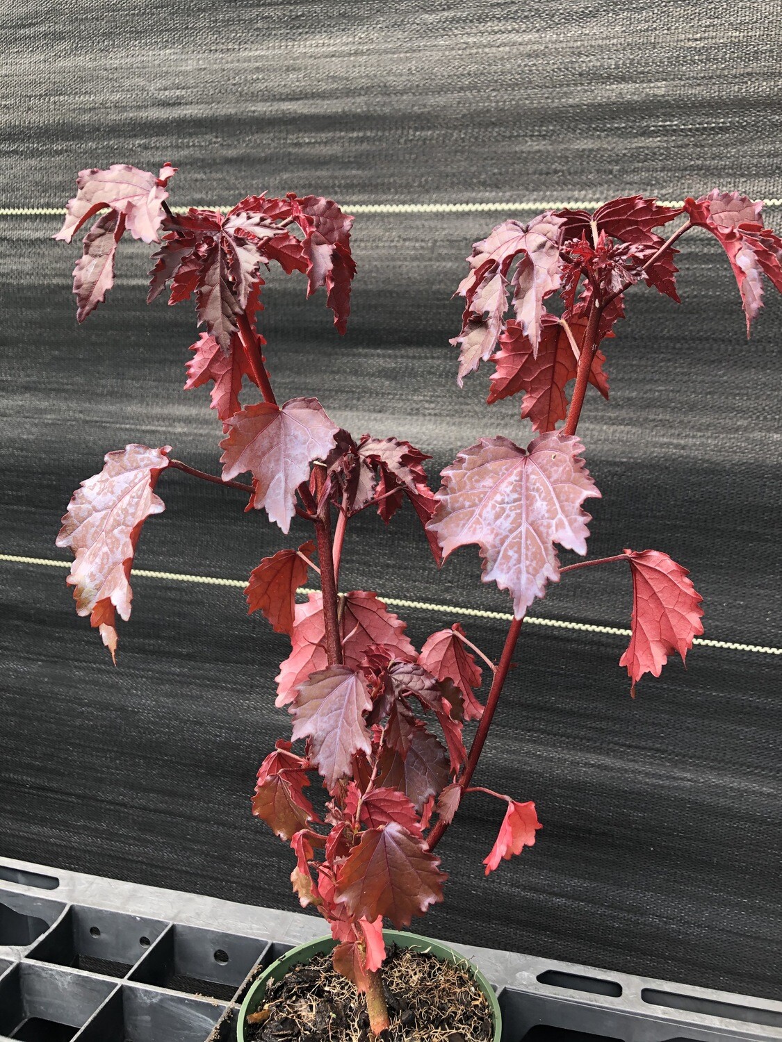 Hibiscus - Cranberry  (Hibiscus acetosella) Edible Leaf 4"