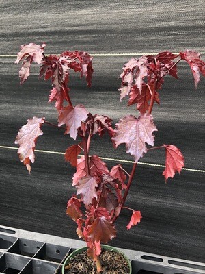 Hibiscus - Cranberry  (Hibiscus acetosella) Edible Leaf 4"