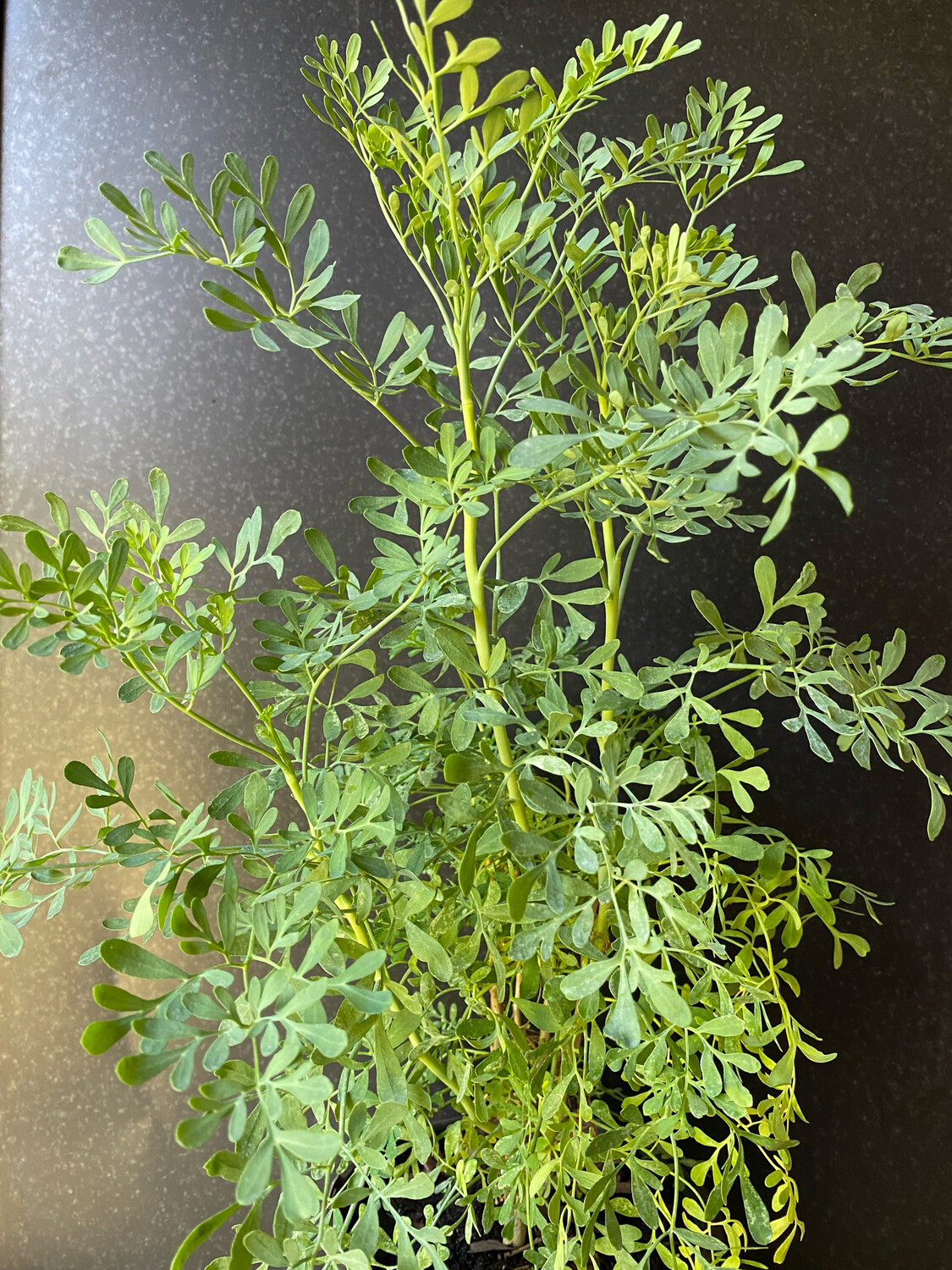 Rue (Ruta graveolens) 1G