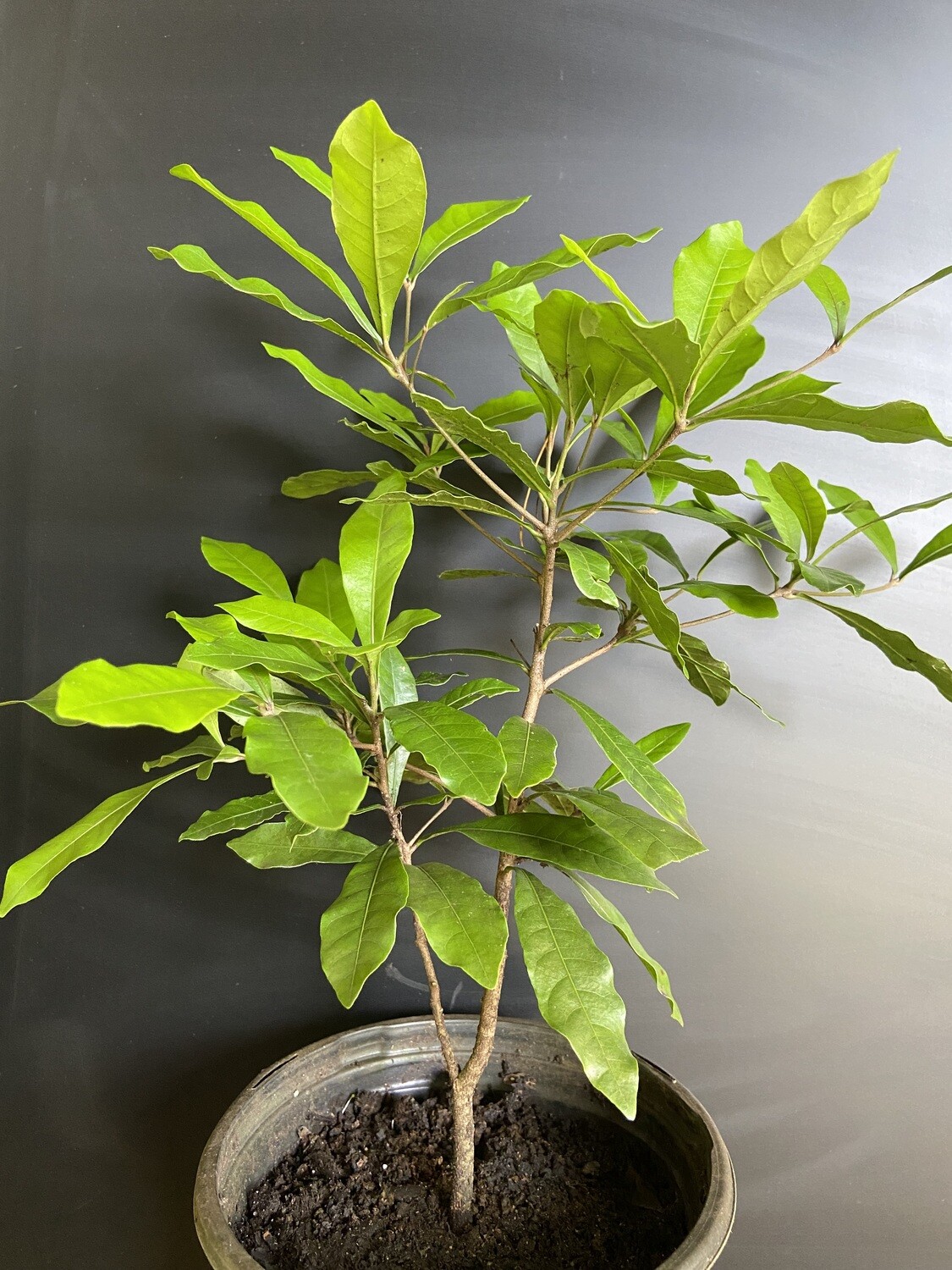 Miracle Fruit (Synsepalum dulcificum) 1G