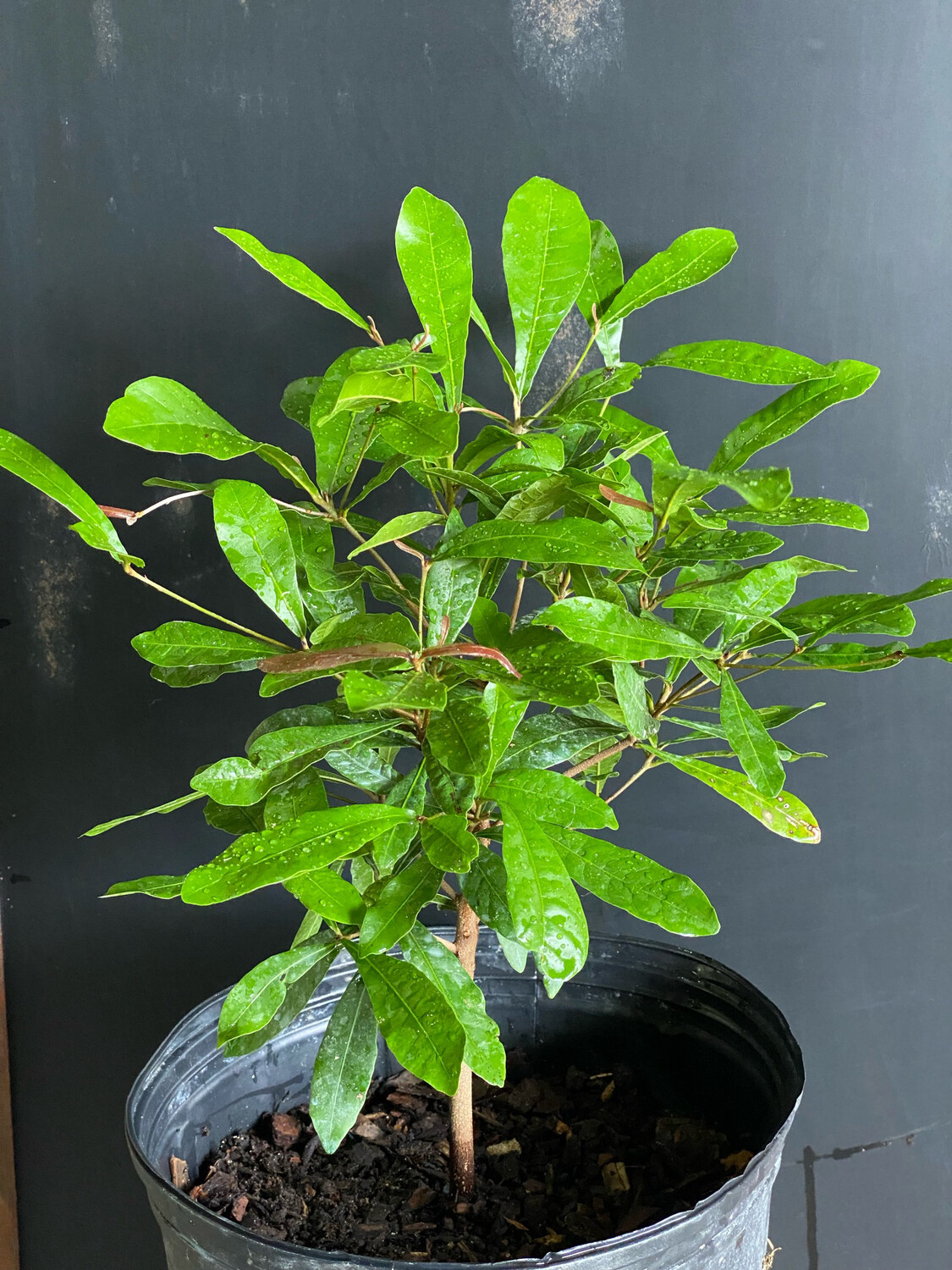 Miracle Fruit (Synsepalum dulcificum) 1G
