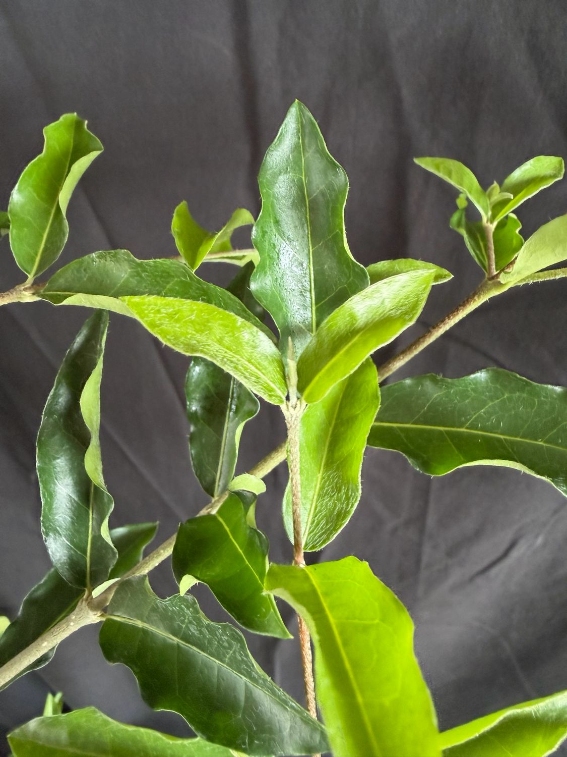 Barbados Cherry (Malpighia emarginata) 3G