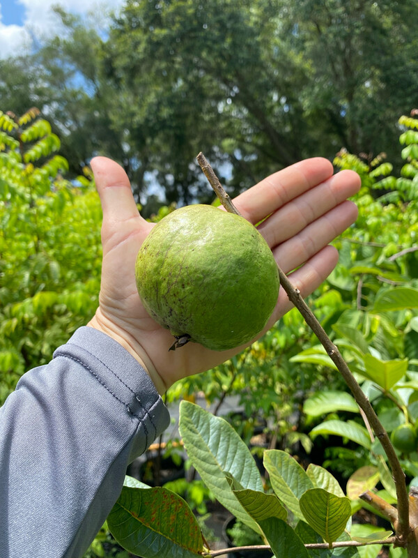 Guava - White Kilo (Psidium guajava) 3G