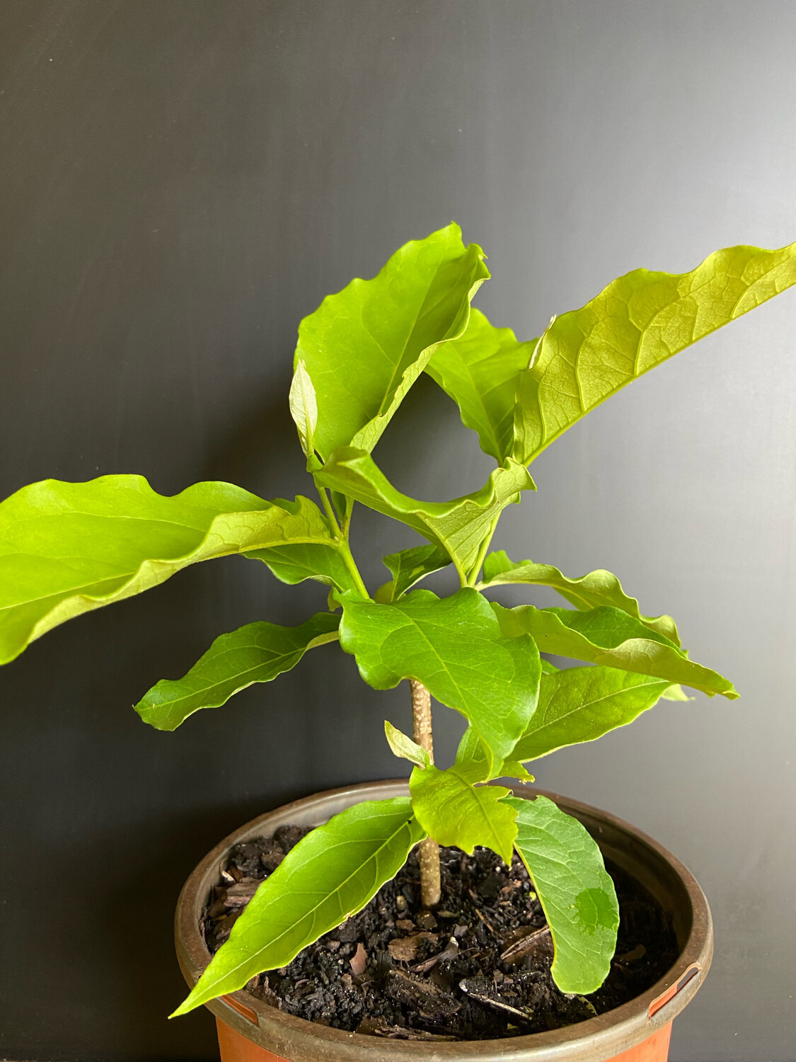 Peanut Butter Fruit (Bunchosia argentea) 1G