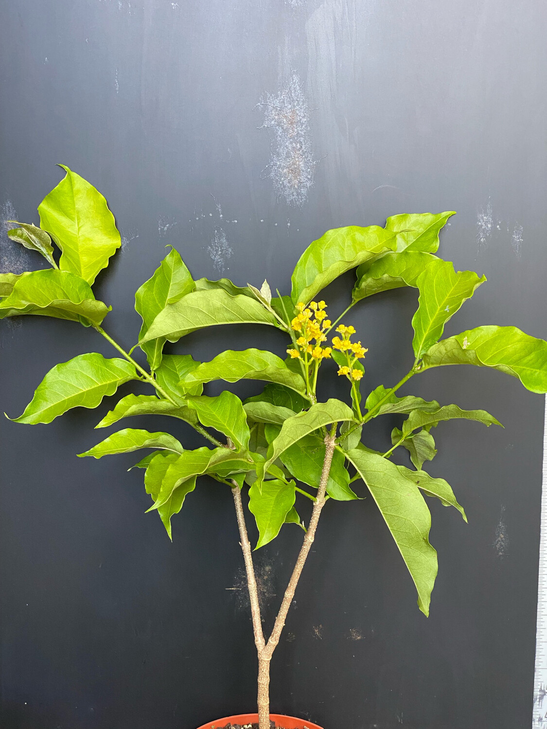 Peanut Butter Fruit (Bunchosia argentea) 1G