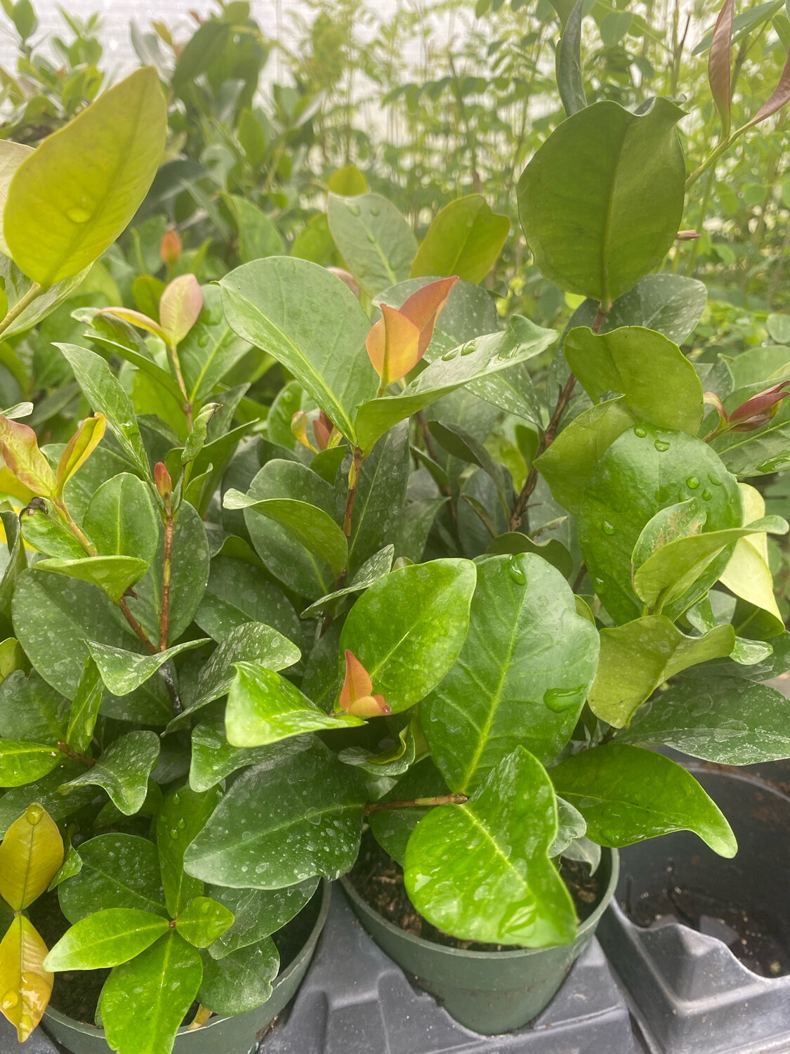 Cherry - Grumichama, Dwarf (Eugenia itaguahiensis) 4"