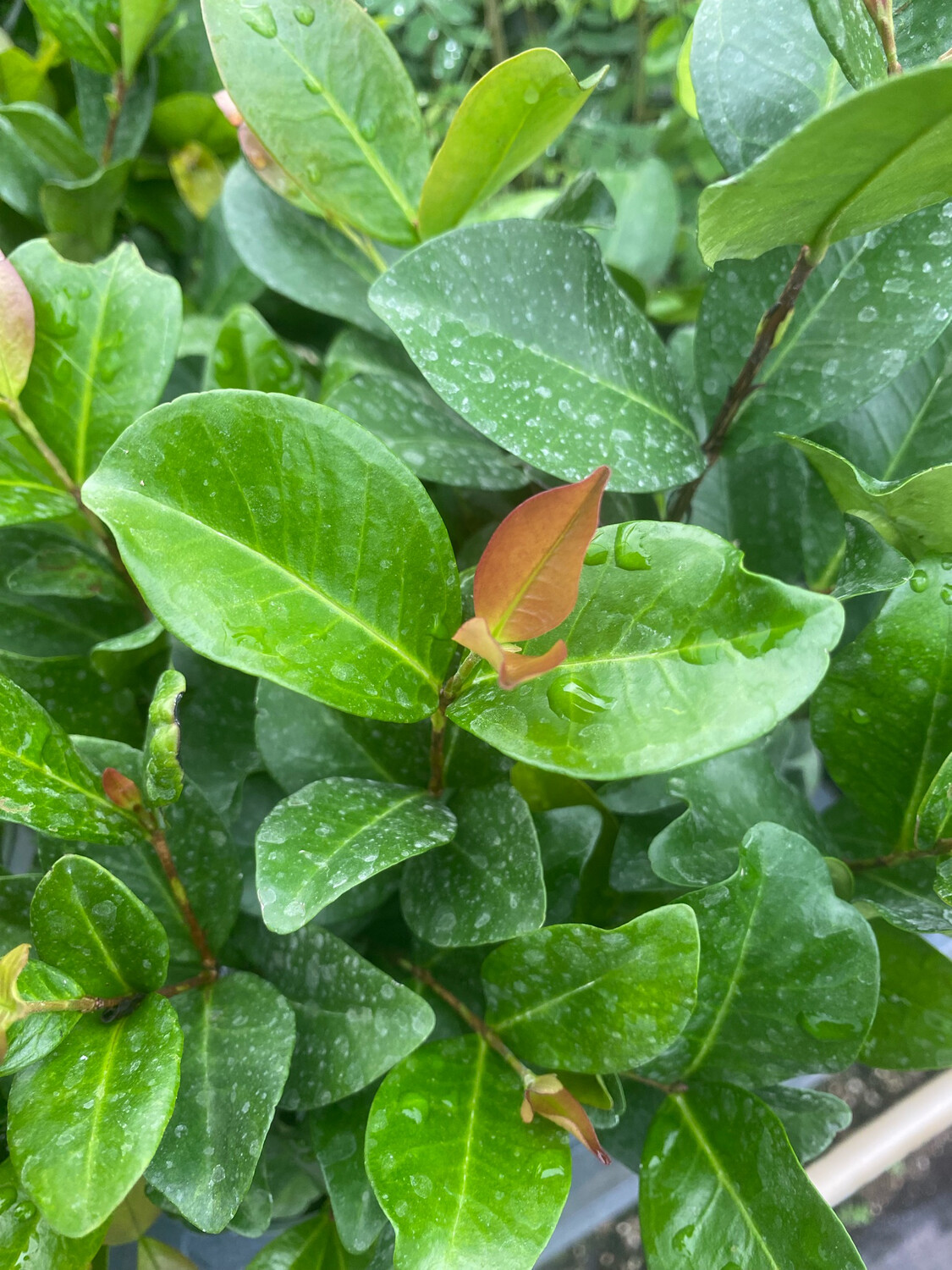 Cherry - Grumichama, Dwarf (Eugenia itaguahiensis) 4"