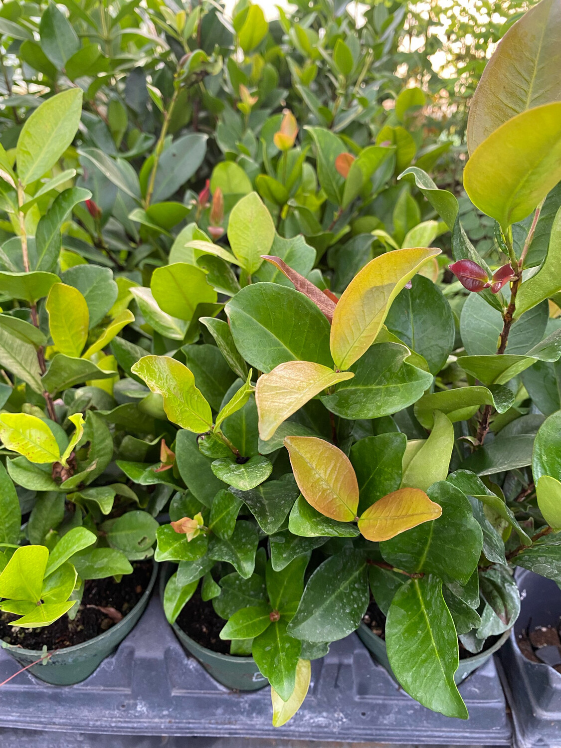 Cherry - Grumichama, Dwarf (Eugenia itaguahiensis) 4"