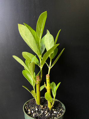 Milkweed - Giant, White (Asclepias sp.) 4"