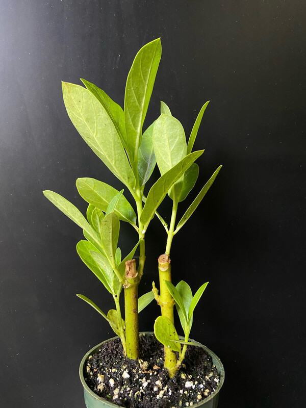 Milkweed - Giant, White (Asclepias sp.) 4"