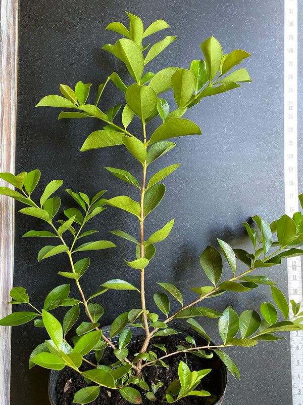 Guava - Strawberry Cattley (Psidium cattleyanum) 3G