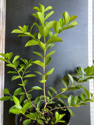 Guava - Strawberry Cattley (Psidium cattleyanum) 3G