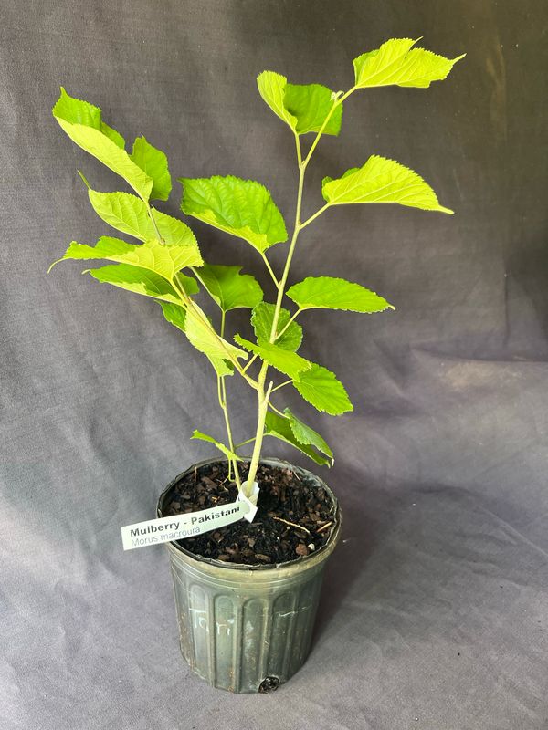 Mulberry - Pakistani (Morus macroura) 1G