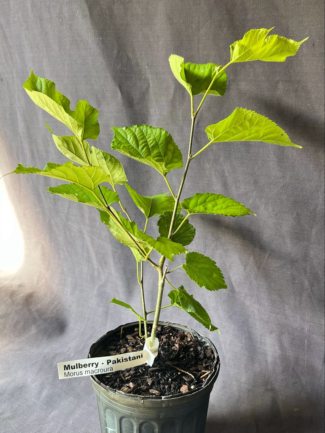 Mulberry - Pakistani (Morus macroura) 1G