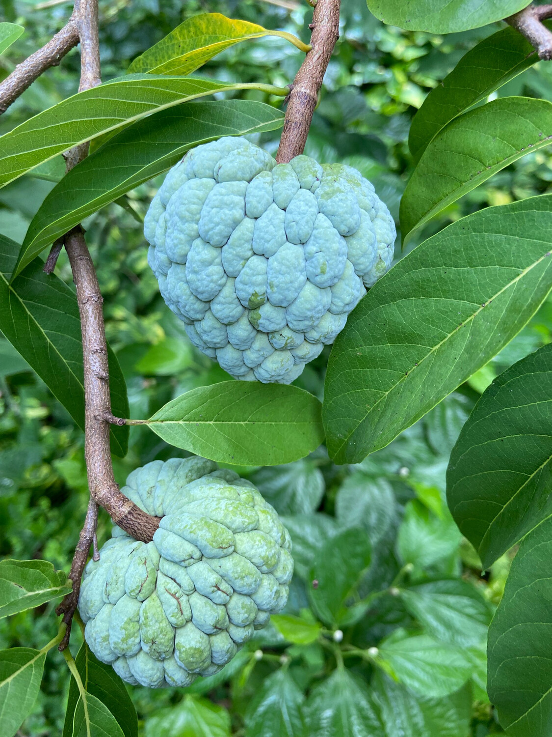 Sugar Apple (Annona squamosa) 3G