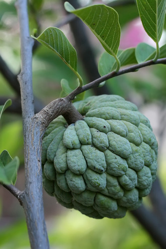Sugar Apple (Annona squamosa) 3G