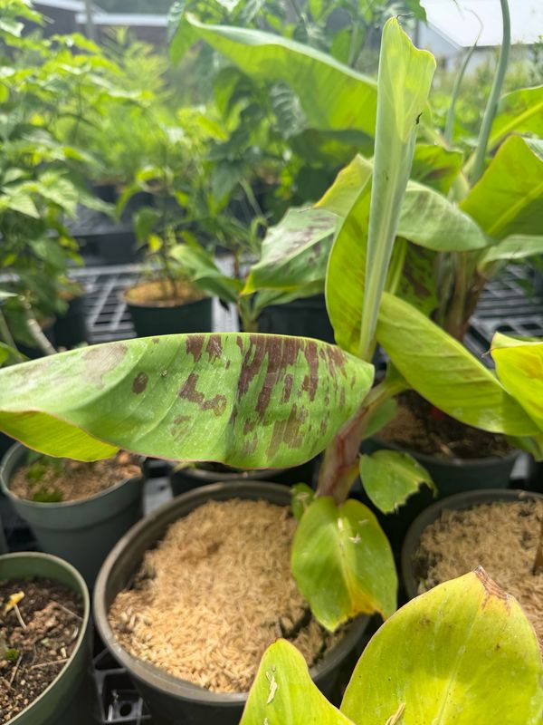 Banana - Grand Nain (Musa acuminata) 2G