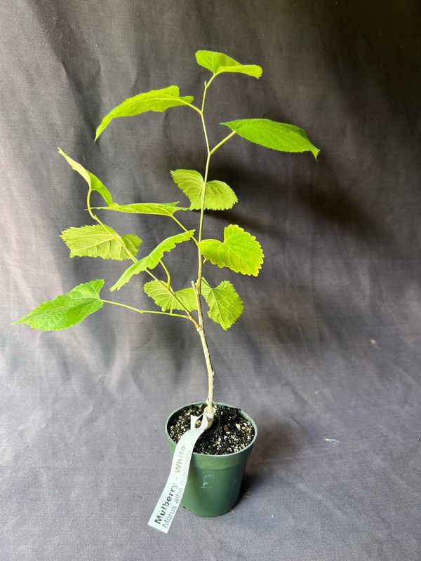 Mulberry - White (Morus alba) 4"