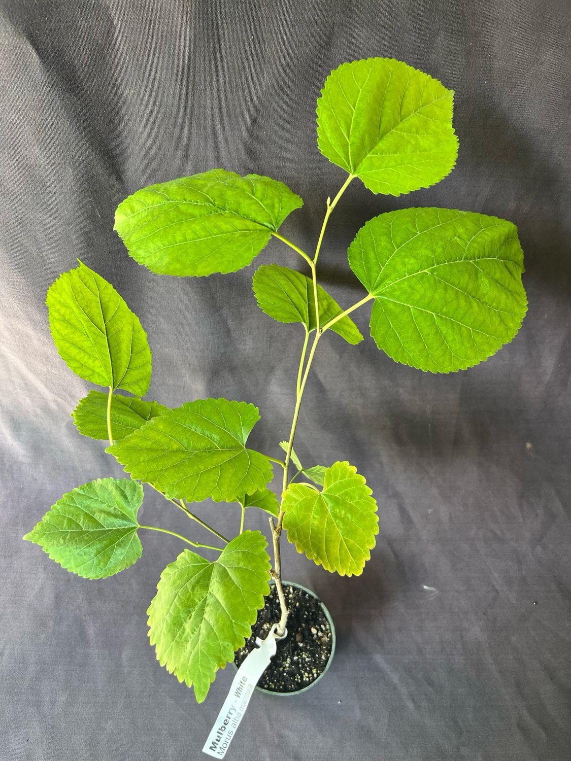 Mulberry - White (Morus alba) 4"
