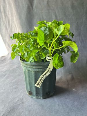 Spinach - Sissoo (Alternanthera sissoo) 1G