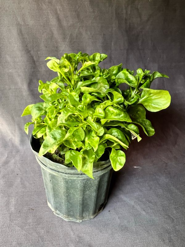 Spinach - Sissoo (Alternanthera sissoo) 1G