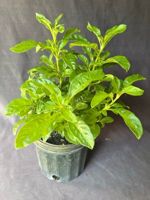 Spinach - Long Leaf Sissoo (Alternanthera sissoo) 1G
