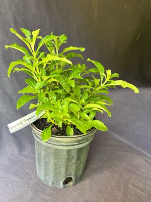 Spinach - Long Leaf Sissoo (Alternanthera sissoo) 1G