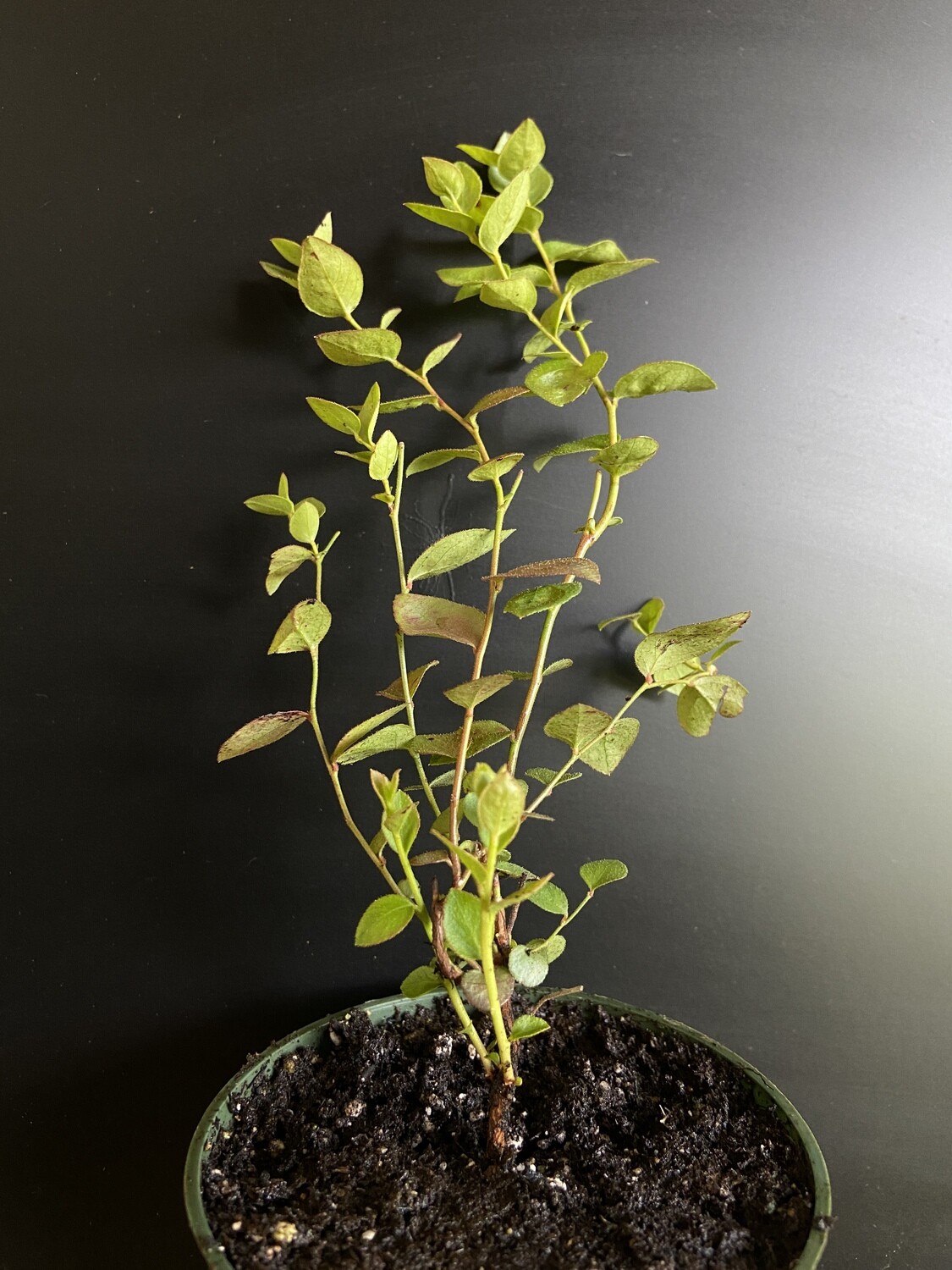 Blueberry - Pink Lemonade (Vaccinium 'Pink Lemonade') 4"