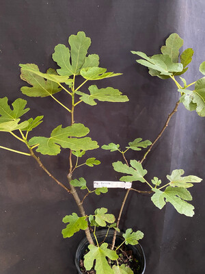Fig - Celeste (Ficus carica) 3G