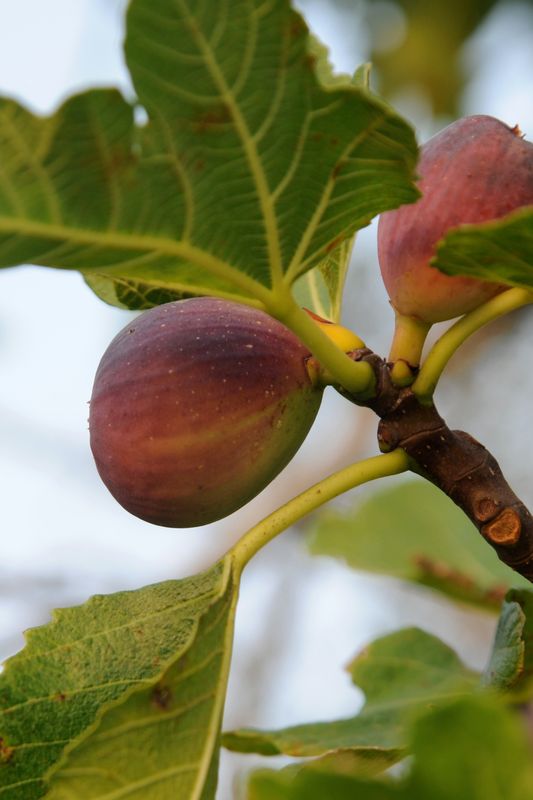 Fig - Celeste (Ficus carica) 3G