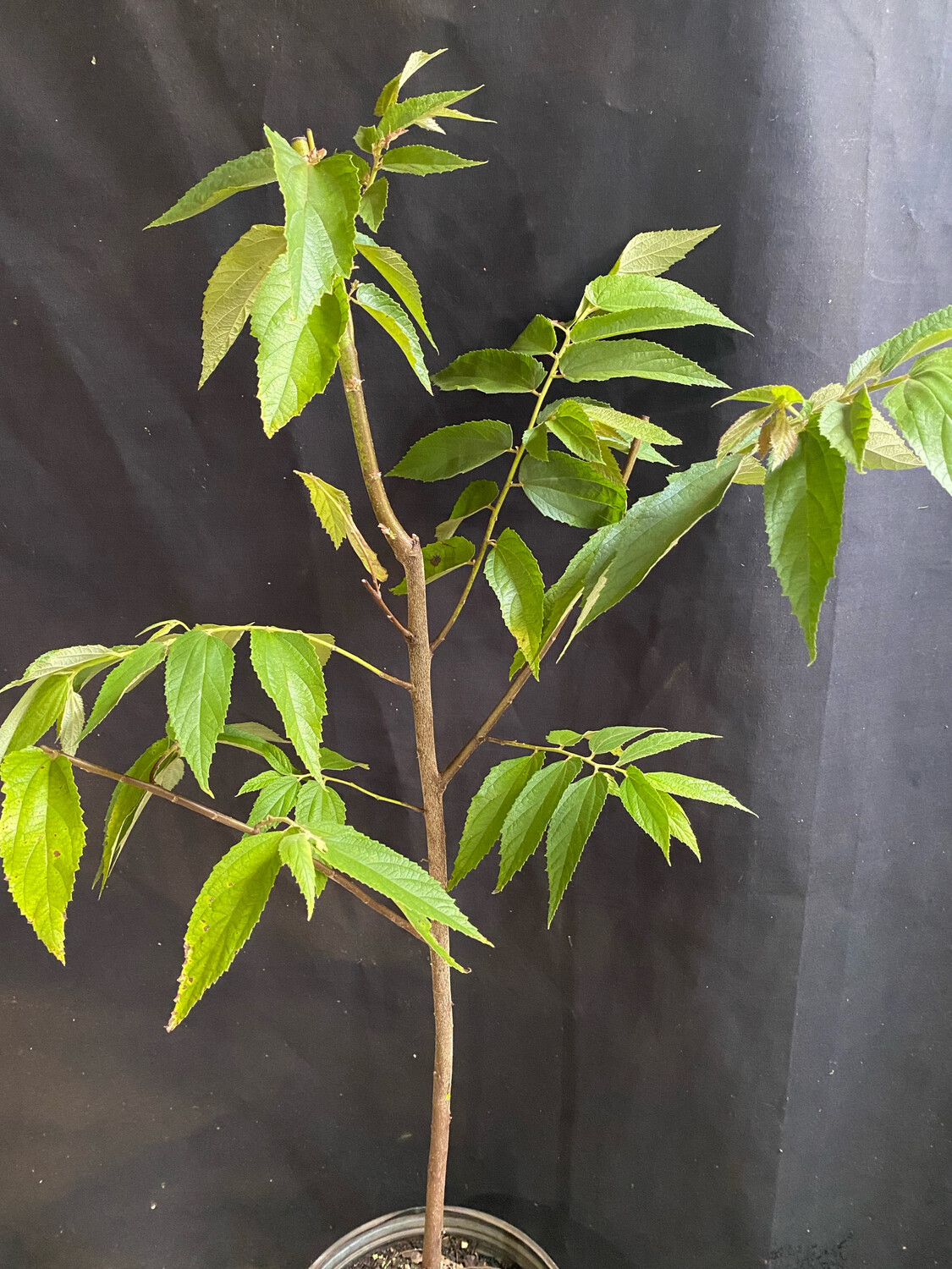 Strawberry Tree - Yellow (Muntingia calabura) 3G