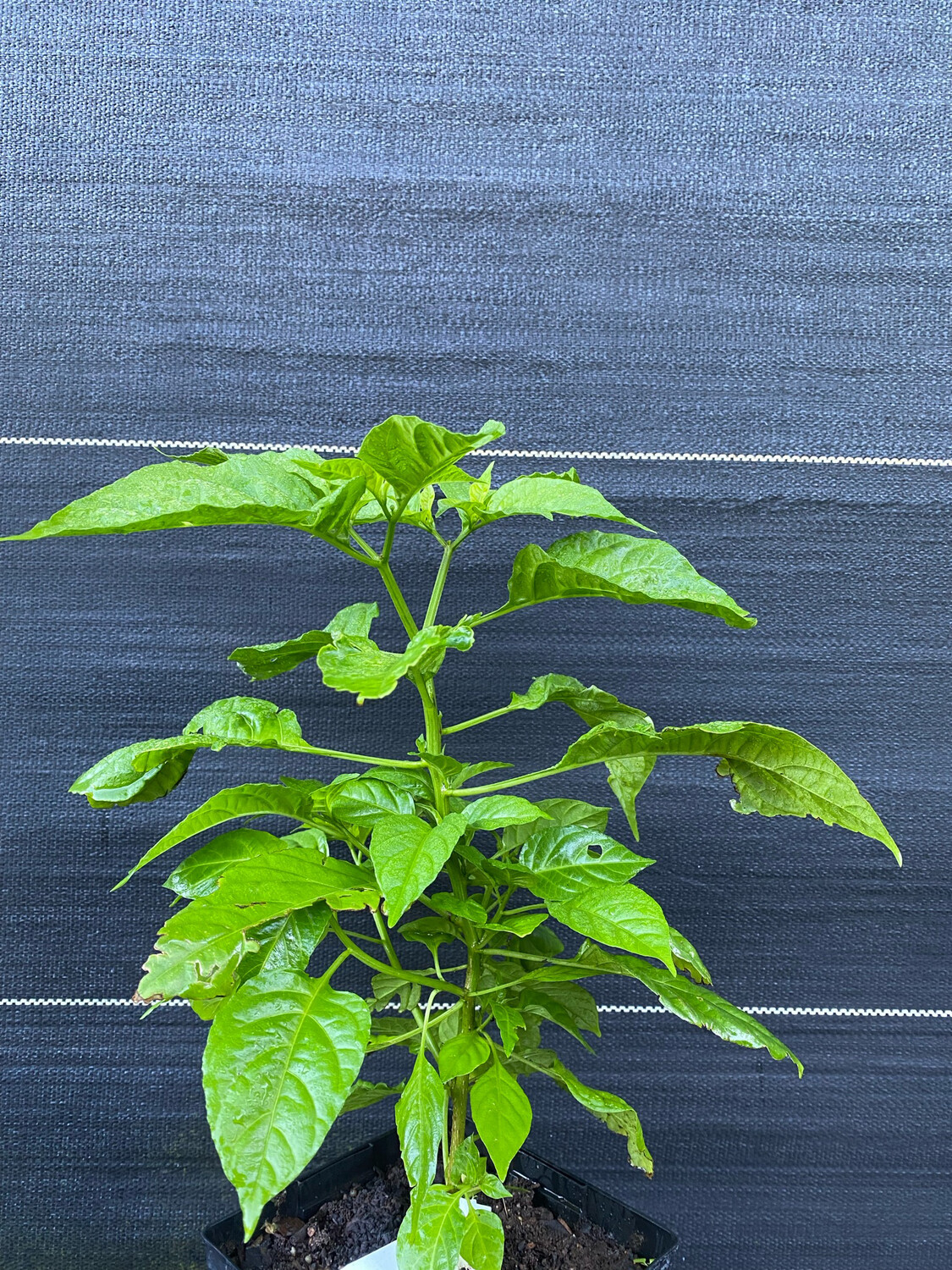 Chile - Aji Dulce Pepper 1-Gallon (Capsicum chinense)