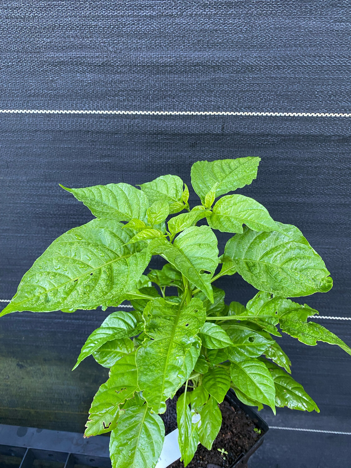 Chile - Aji Dulce Pepper 1-Gallon (Capsicum chinense)