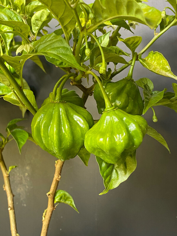 Chile - Aji Dulce Pepper 1-Gallon (Capsicum chinense)