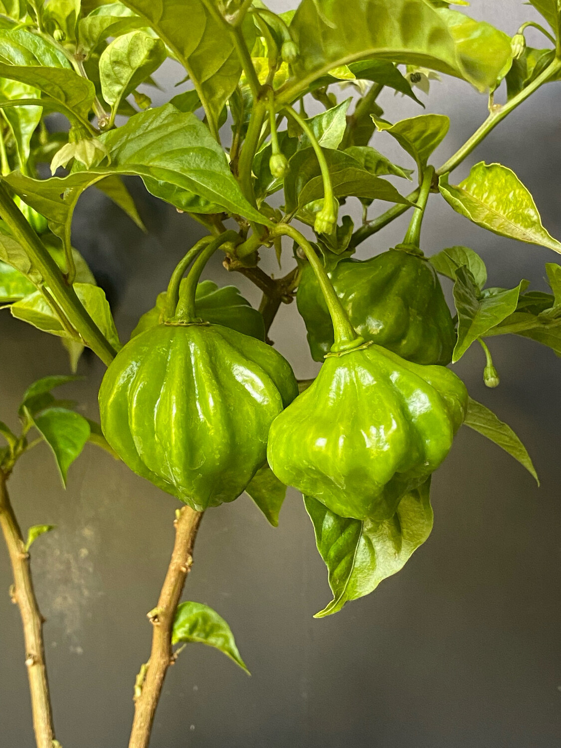 Chile - Aji Dulce Pepper 1-Gallon (Capsicum chinense)