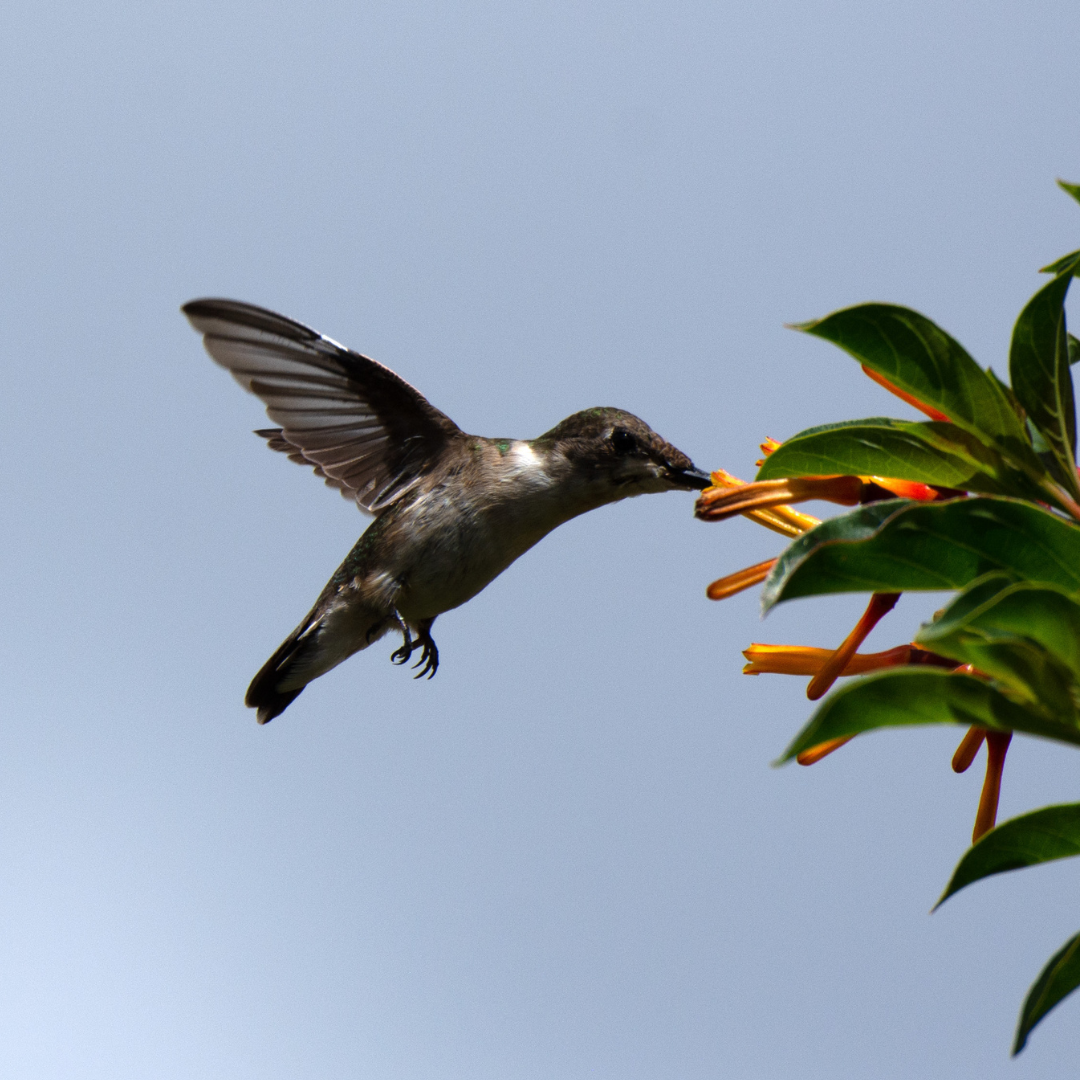 Firebush - Dwarf (Hamelia patens) 1G