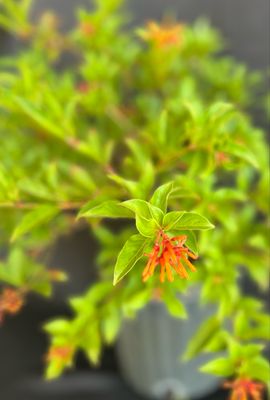 Firebush - Dwarf (Hamelia patens) 1G