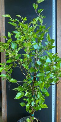 Mulberry - World's Best (Morus alba macroura hybrid) 3G