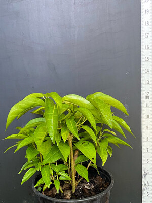 Garlic Vine - Ajo Sacha (Mansoa hymenaea) 1G
