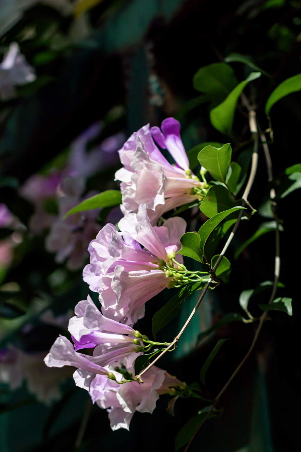 Garlic Vine - Ajo Sacha (Mansoa hymenaea) 1G
