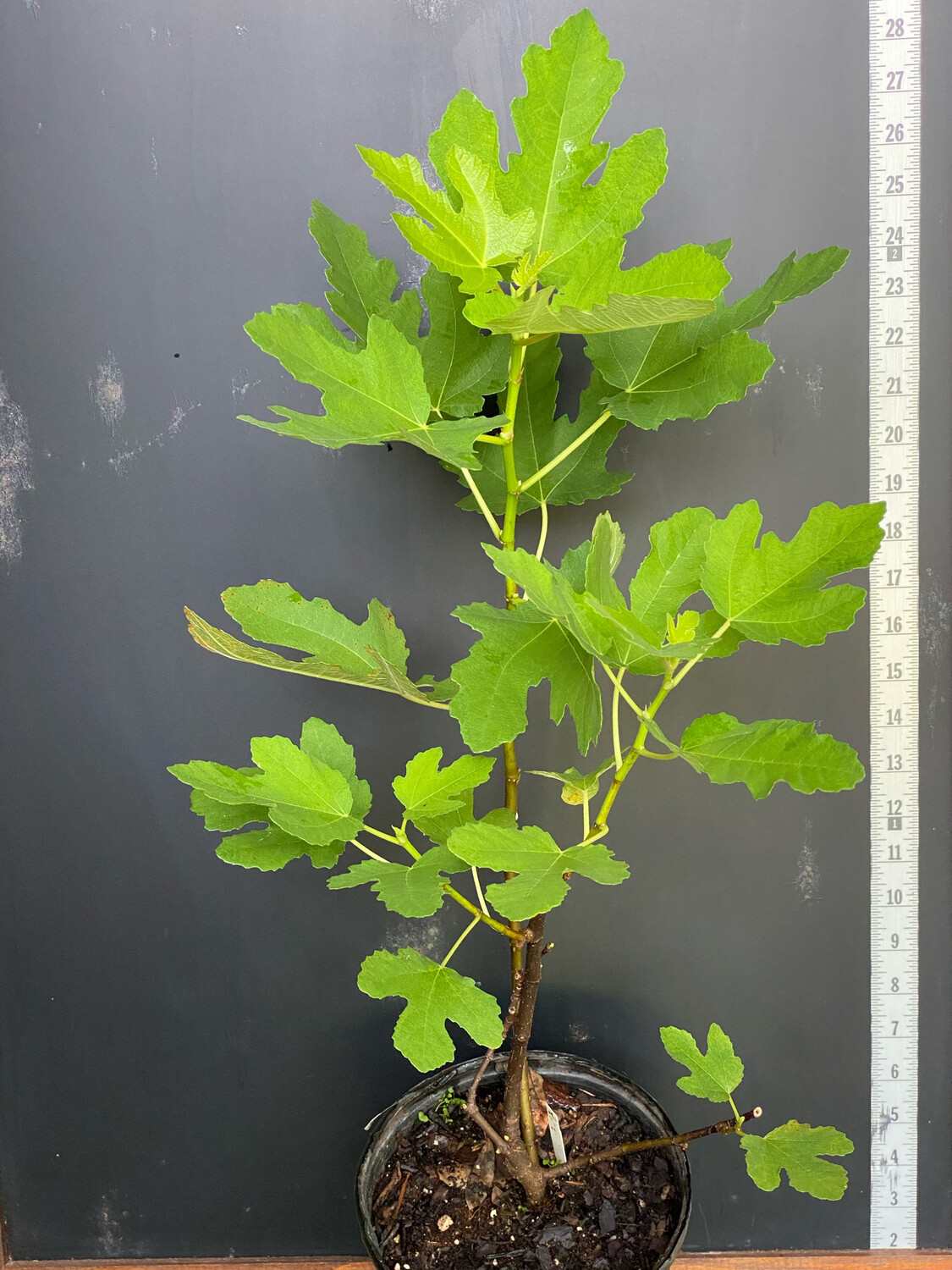 Fig - Litte Ruby (Ficus sp.) 1G