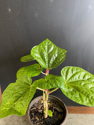 Hibiscus - Kiko's Crump (Abelmoschus manihot) Salad Tree 1G